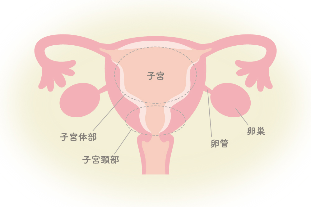 子宮と卵巣の構造