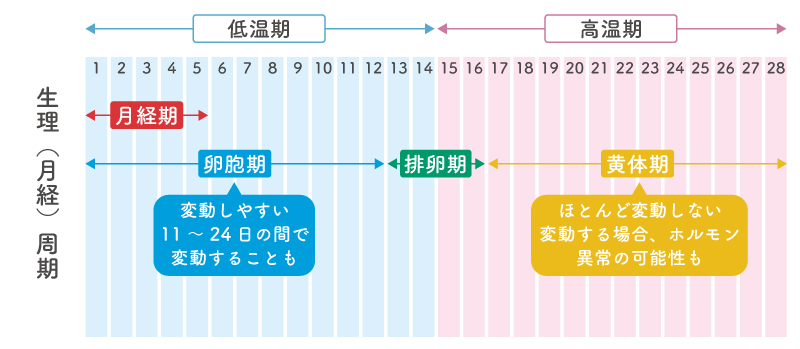 正常な生理と生理不順の定義