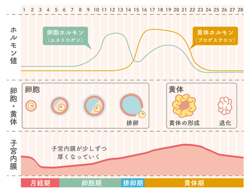 卵胞ホルモンと黄体ホルモンの変動と卵胞の発育と子宮内膜の変化の関連性