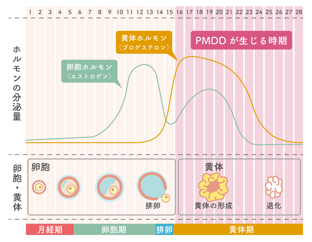 生理周期における女性ホルモンの変動