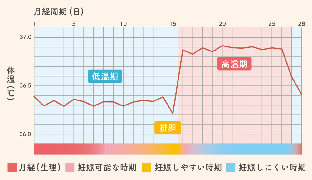 基礎体温（月経周期）の変化と妊娠のしやすさの関係