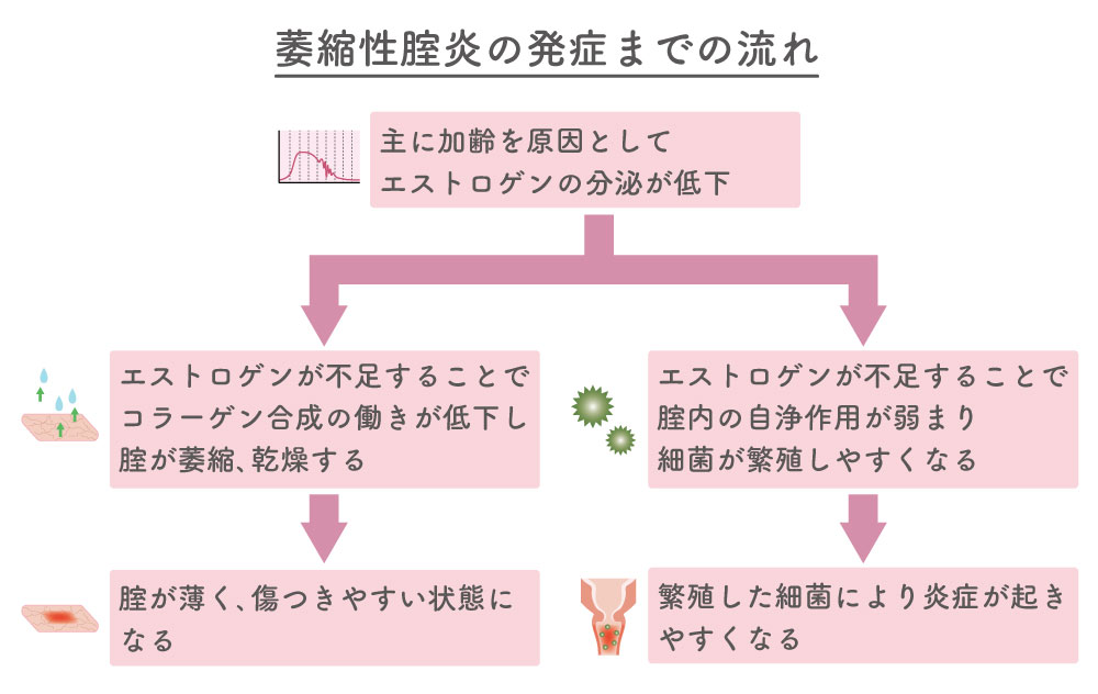 萎縮性腟炎の発症までの流れ